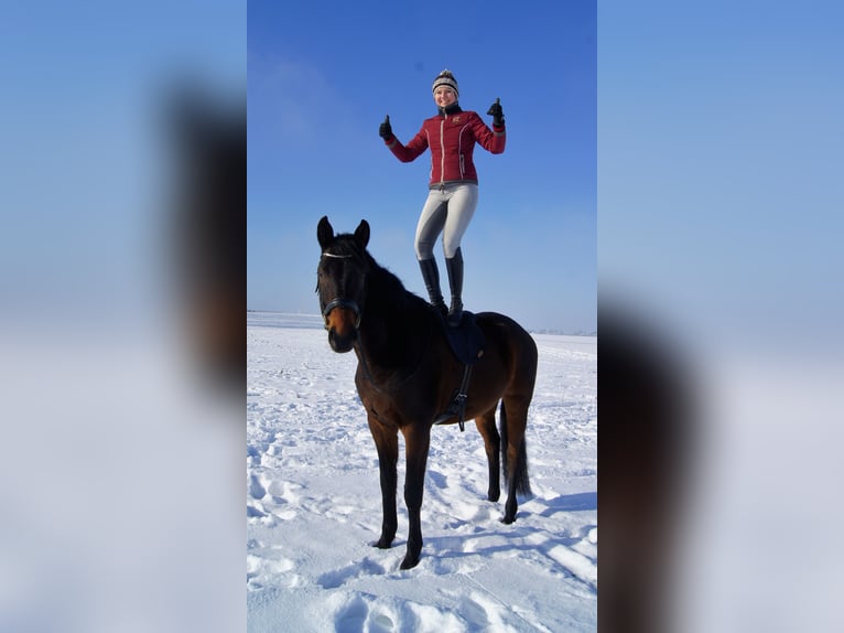 Cheval de sport allemand Hongre 12 Ans 181 cm Bai brun in Borsdorf