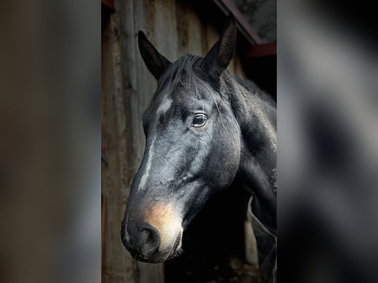 Cheval de sport allemand Hongre 12 Ans 183 cm Bai brun in Neuruppin