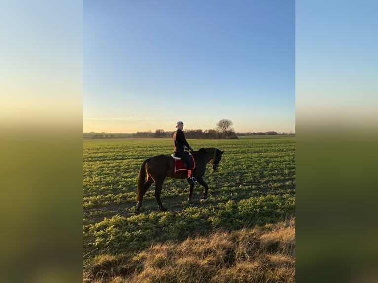 Cheval de sport allemand Hongre 12 Ans 183 cm Bai brun in Neuruppin