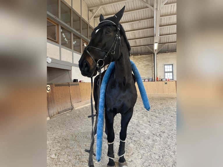 Cheval de sport allemand Hongre 12 Ans 187 cm Bai brun foncé in Lauterbach