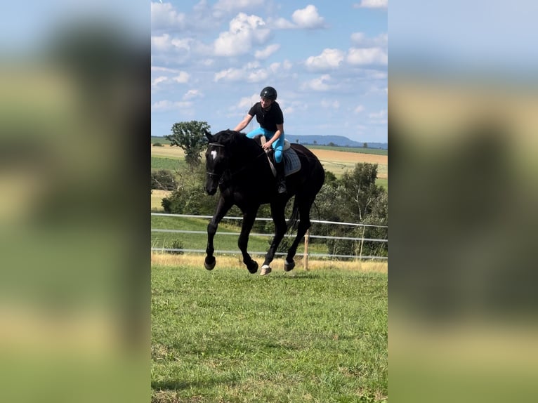 Cheval de sport allemand Hongre 12 Ans 187 cm Bai brun foncé in Lauterbach