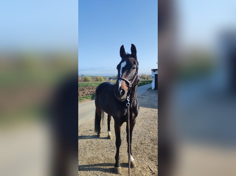 Cheval de sport allemand Hongre 13 Ans 162 cm Bai brun in Erligheim