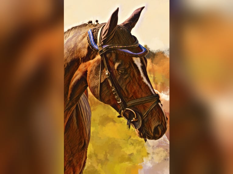 Cheval de sport allemand Hongre 13 Ans 162 cm Bai brun in Erligheim