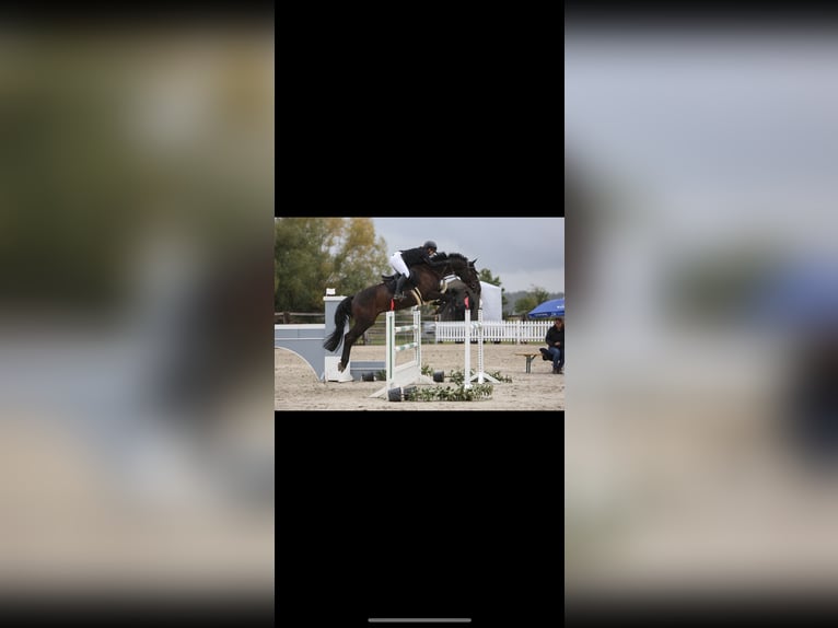 Cheval de sport allemand Hongre 13 Ans 164 cm Bai brun in Hirschaid