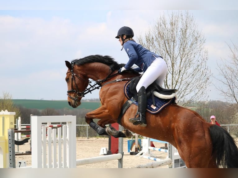Cheval de sport allemand Hongre 13 Ans 165 cm Bai in Leisnig Cheval de sport allemand Hongre 13 Ans 165 cm Bai in Leisnig
