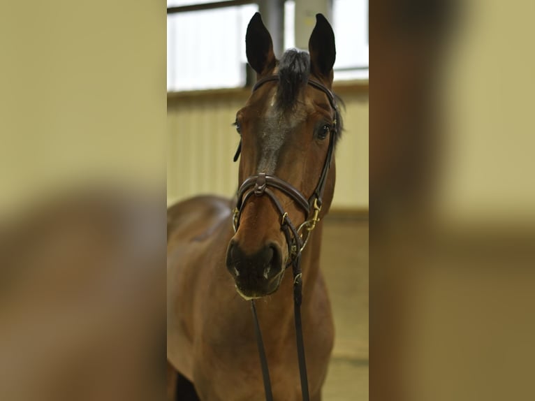 Cheval de sport allemand Hongre 13 Ans 167 cm Bai in Geilenkirchen