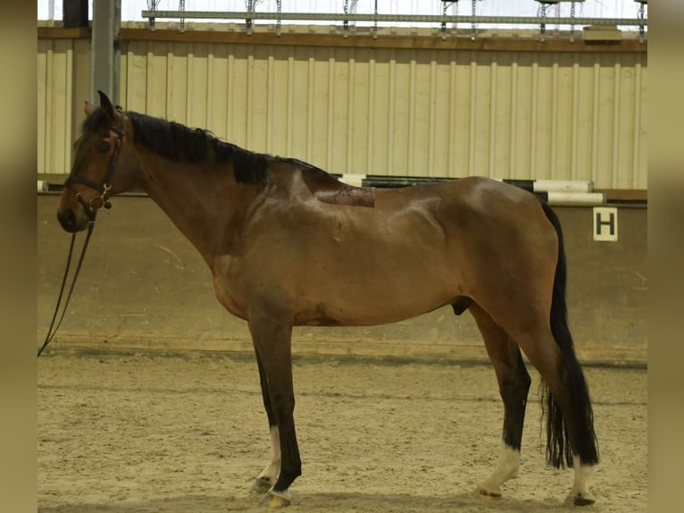 Cheval de sport allemand Hongre 13 Ans 167 cm Bai in Geilenkirchen