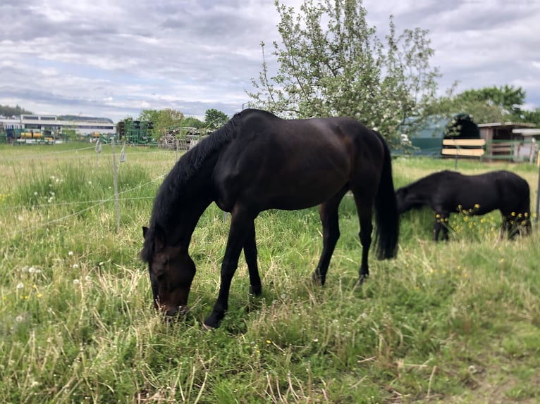 Cheval de sport allemand Hongre 13 Ans 168 cm Bai brun in Aislingen