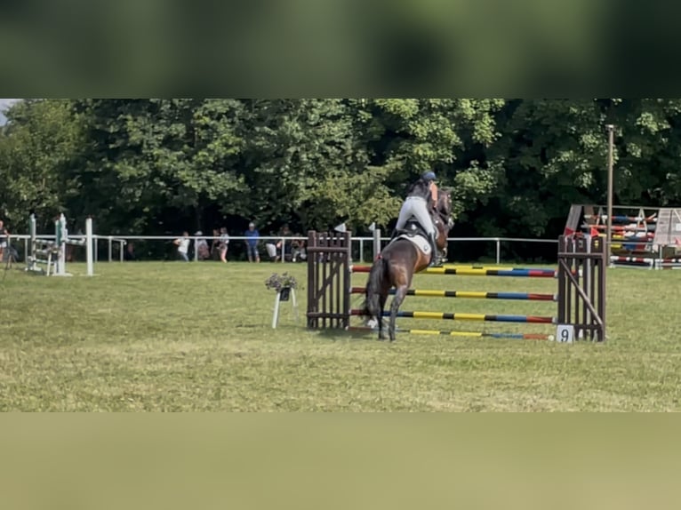 Cheval de sport allemand Hongre 13 Ans 168 cm Bai brun in Aislingen