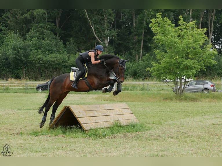 Cheval de sport allemand Hongre 13 Ans 168 cm Bai brun in Aislingen