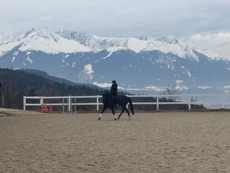 Cheval de sport allemand Hongre 13 Ans 168 cm Noir in Innsbruck