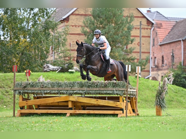 Cheval de sport allemand Hongre 13 Ans 171 cm Bai brun in Borsdorf