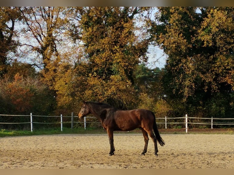 Cheval de sport allemand Croisé Hongre 13 Ans 171 cm Bai brun in Bottrop