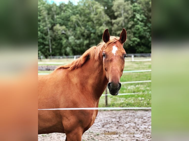Cheval de sport allemand Hongre 13 Ans 173 cm Alezan in Schneeberg Cheval de sport allemand Hongre 13 Ans 173 cm Alezan in Schneeberg