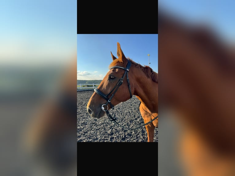 Cheval de sport allemand Hongre 13 Ans 173 cm Alezan in Schneeberg Cheval de sport allemand Hongre 13 Ans 173 cm Alezan in Schneeberg