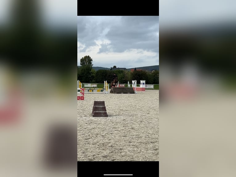 Cheval de sport allemand Hongre 13 Ans 174 cm Bai in Salzhemmendorf