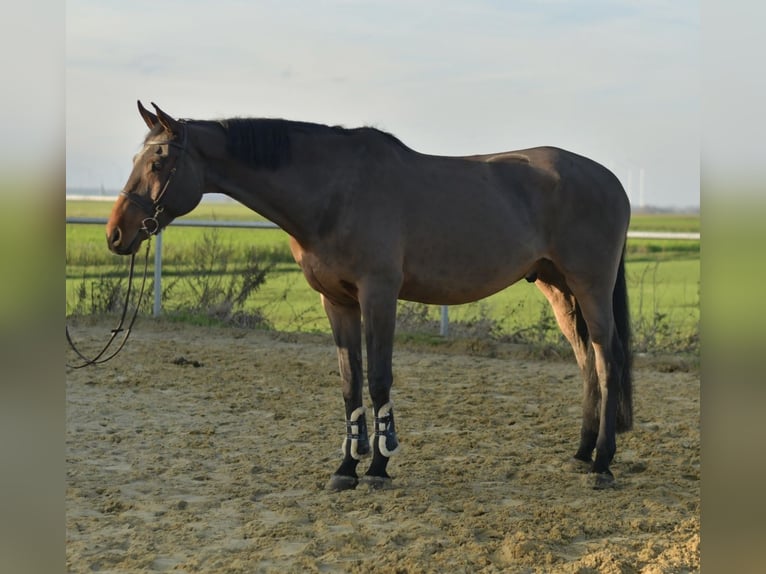 Cheval de sport allemand Hongre 13 Ans 175 cm Bai in Geilenkirchen
