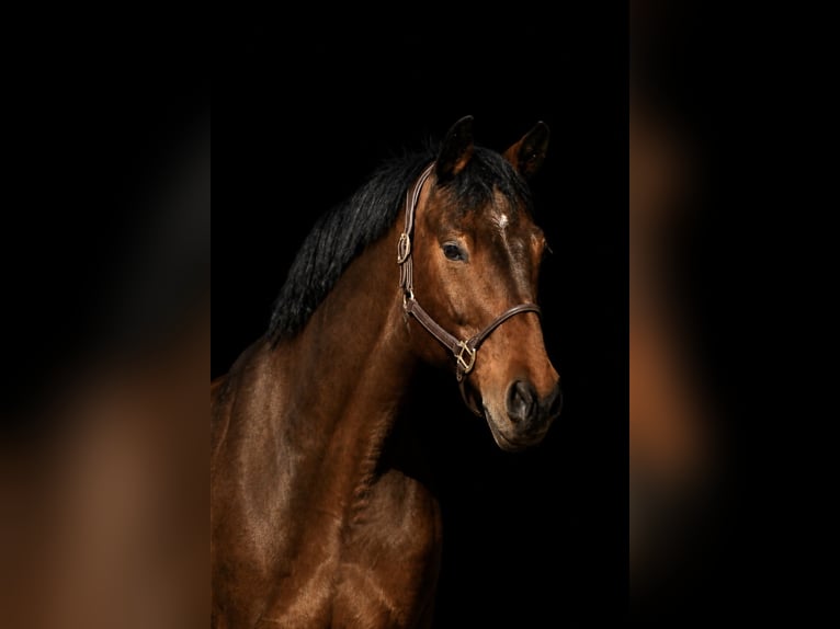 Cheval de sport allemand Hongre 13 Ans 175 cm Bai in Fraunberg