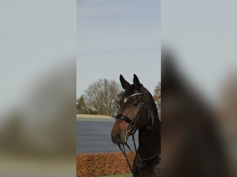 Cheval de sport allemand Hongre 13 Ans 178 cm Bai in Aachen