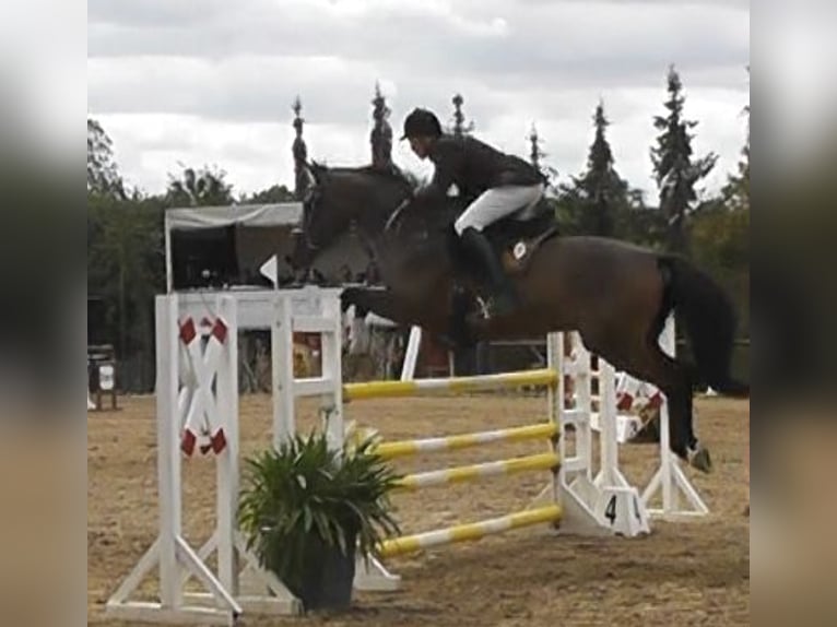 Cheval de sport allemand Hongre 14 Ans 166 cm Bai in Erfurt - Mittelhausen