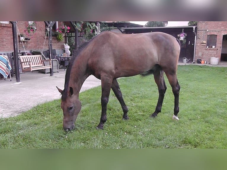 Cheval de sport allemand Hongre 14 Ans 166 cm Bai in Erfurt - Mittelhausen