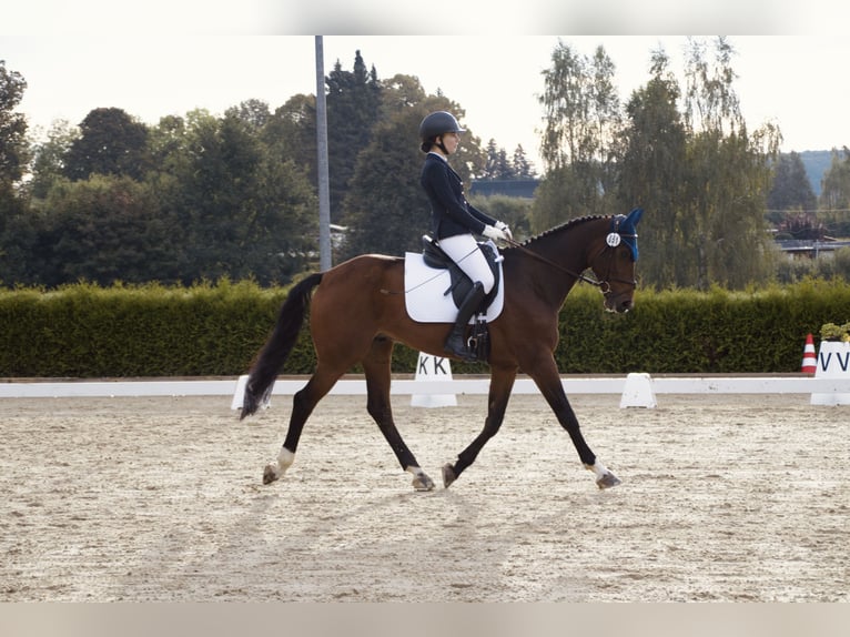 Cheval de sport allemand Hongre 14 Ans 167 cm Bai in Jahnsdorf/Erzgebirge
