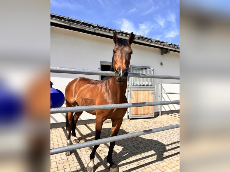 Cheval de sport allemand Hongre 14 Ans 167 cm Bai in Jahnsdorf/Erzgebirge