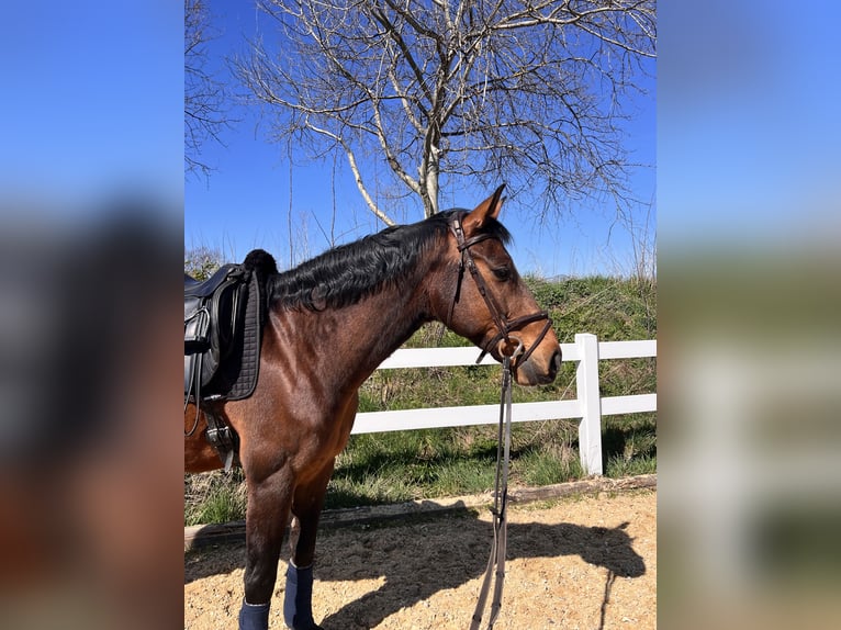 Cheval de sport allemand Hongre 14 Ans 167 cm Bai in Jahnsdorf/Erzgebirge