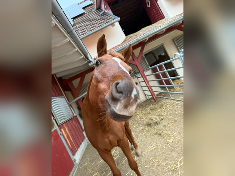 Cheval de sport allemand Hongre 14 Ans 168 cm Alezan in Langenenslingen
