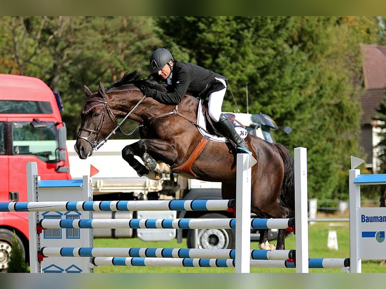 Cheval de sport allemand Hongre 14 Ans 169 cm Bai brun in Herrnhut