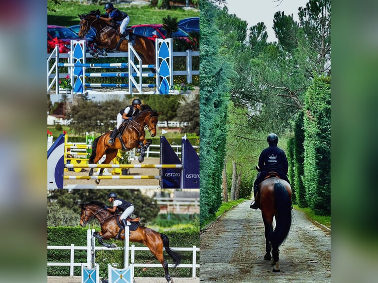 Cheval de sport allemand Hongre 14 Ans 170 cm Bai cerise in Madrid