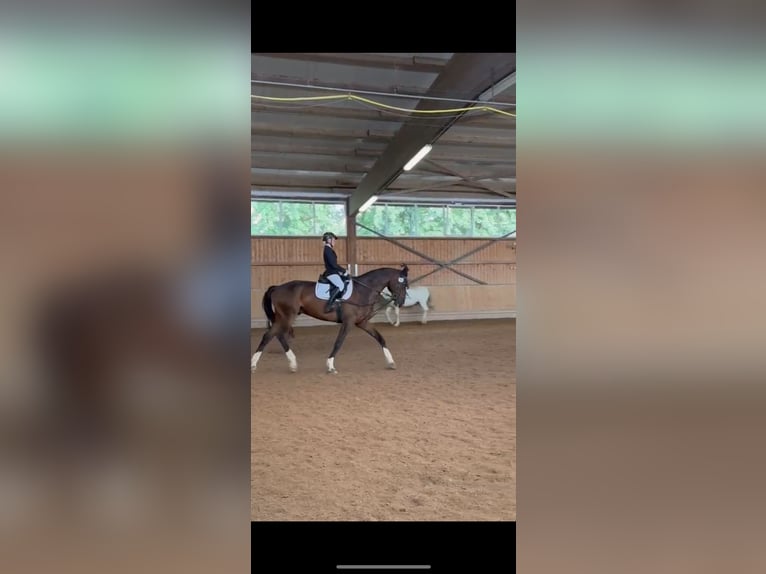 Cheval de sport allemand Hongre 14 Ans 170 cm Bai in Dinkelsb&#xFC;hl