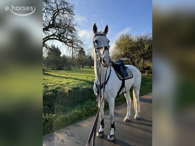 Cheval de sport allemand Hongre 14 Ans 176 cm Gris in Metzingen