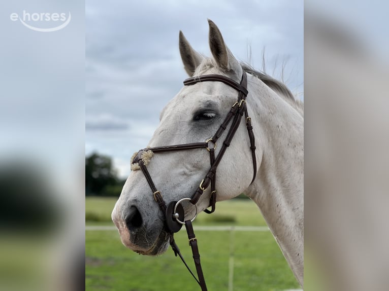 Cheval de sport allemand Hongre 14 Ans 176 cm Gris in Metzingen