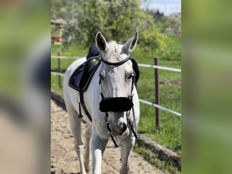 Cheval de sport allemand Hongre 14 Ans 176 cm Gris in Metzingen
