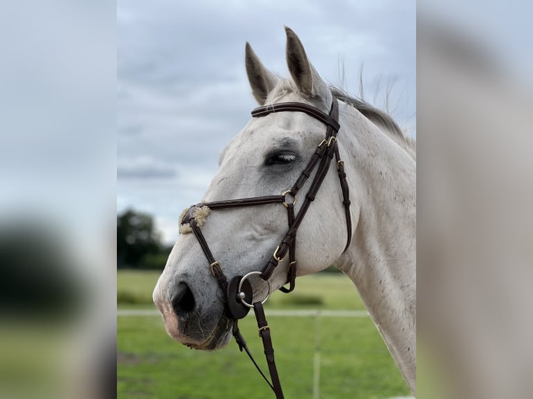 Cheval de sport allemand Hongre 14 Ans 176 cm Gris in Metzingen