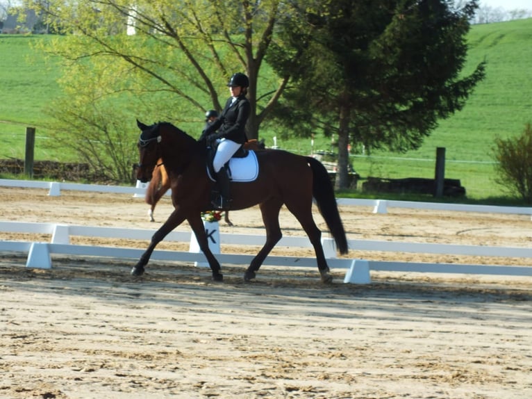 Cheval de sport allemand Hongre 14 Ans 180 cm Bai in Diera