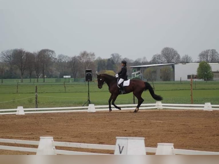 Cheval de sport allemand Hongre 14 Ans 180 cm Bai in Diera