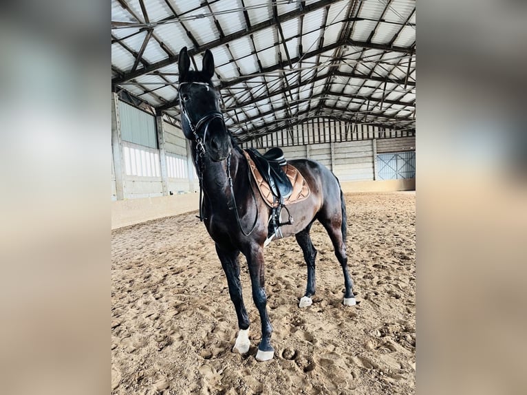 Cheval de sport allemand Croisé Hongre 14 Ans 180 cm Noir in Helbra