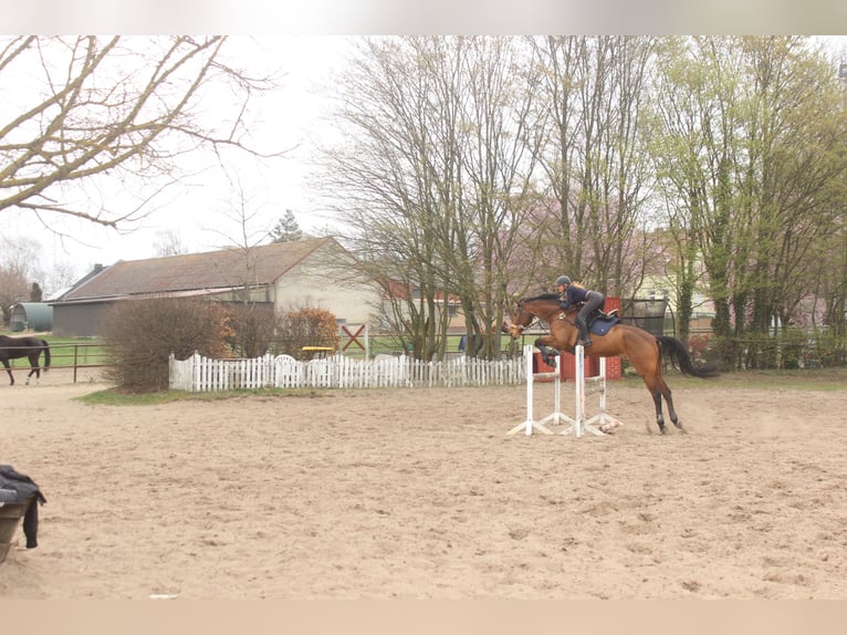 Cheval de sport allemand Hongre 14 Ans 187 cm Bai in Berlin