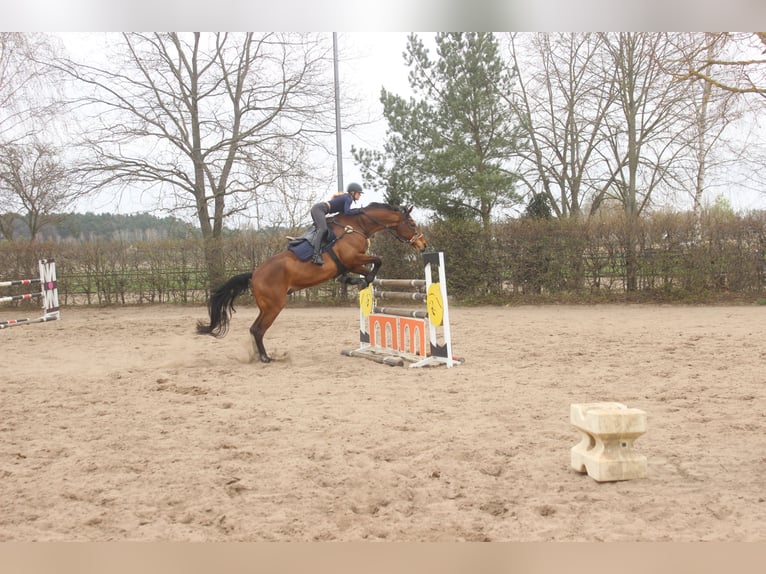 Cheval de sport allemand Hongre 14 Ans 187 cm Bai in Berlin