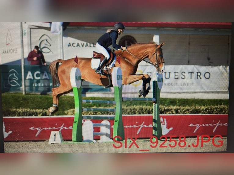 Cheval de sport allemand Hongre 14 Ans Alezan in San Quirico In Collina