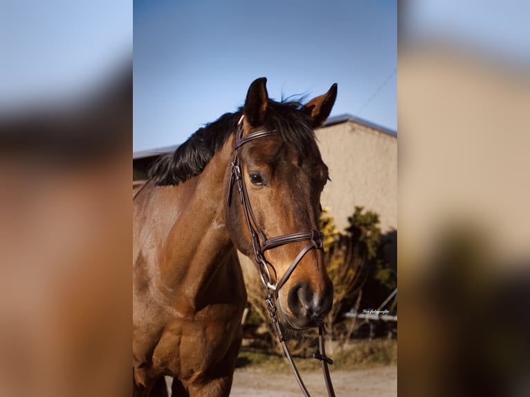 Cheval de sport allemand Hongre 15 Ans 167 cm Bai in Jahnsdorf/Erzgebirge