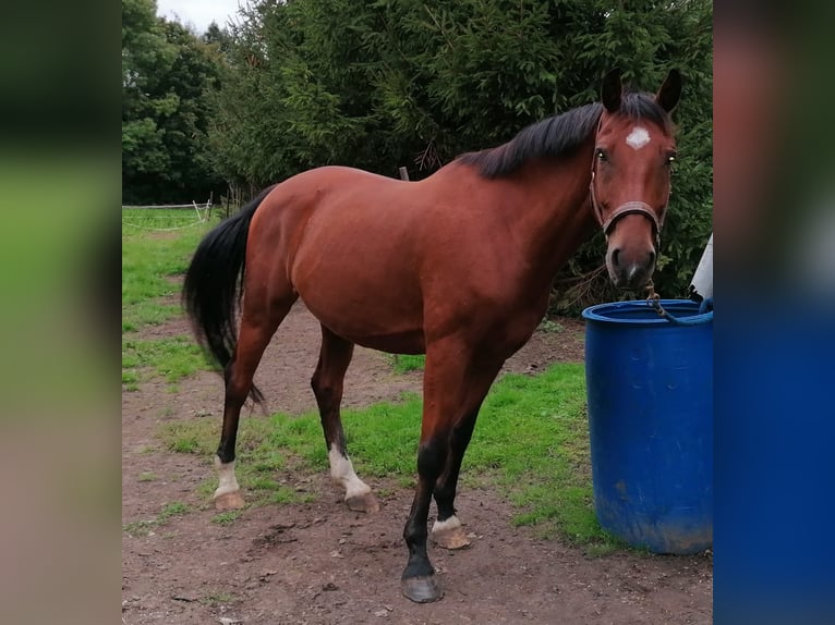 Cheval de sport allemand Hongre 15 Ans 167 cm Bai in Teuchern