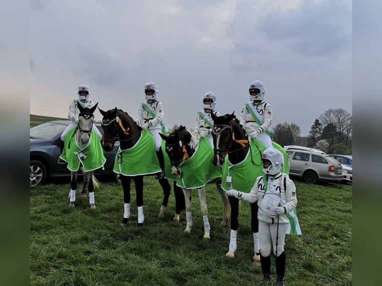 Cheval de sport allemand Hongre 15 Ans 168 cm Bai brun in Crimmitschau