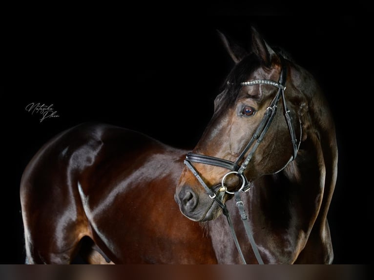 Cheval de sport allemand Hongre 15 Ans 168 cm Bai brun in Radolfzell am Bodensee