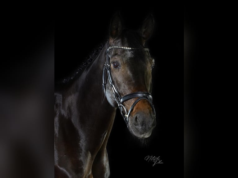 Cheval de sport allemand Hongre 15 Ans 168 cm Bai brun in Radolfzell am Bodensee