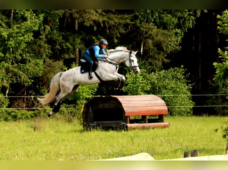 Cheval de sport allemand Hongre 15 Ans 170 cm Gris in Hajen