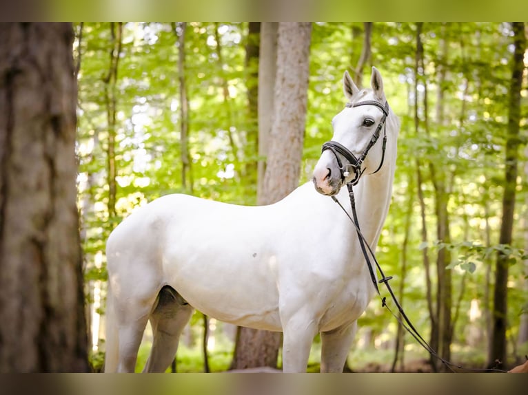 Cheval de sport allemand Hongre 15 Ans 170 cm Gris in Ausleben