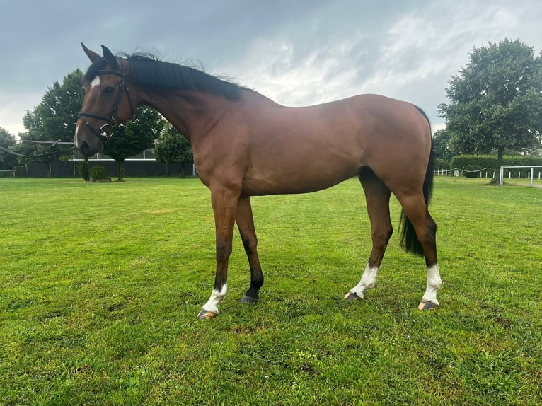 Cheval de sport allemand Hongre 15 Ans 171 cm Bai in Wedemark